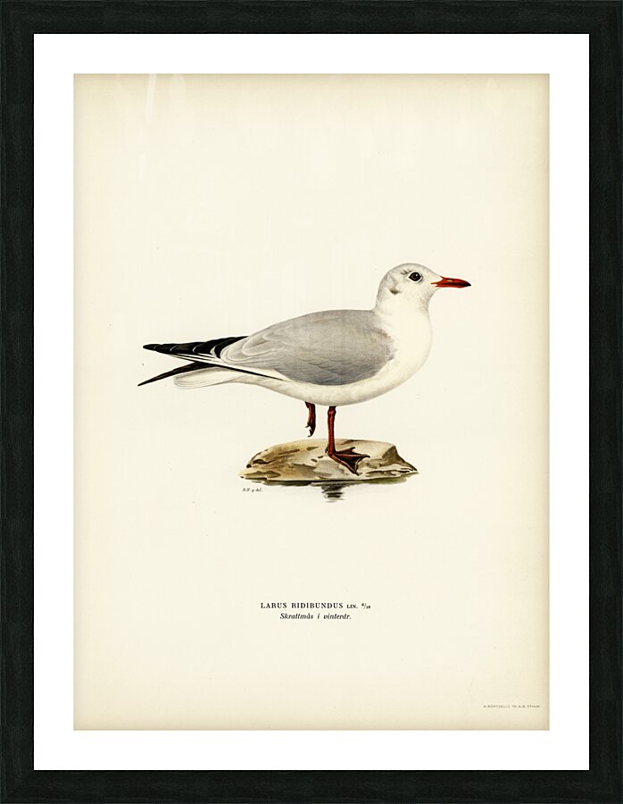 Black-headed gull Larus Ridibundus Picture Frame print