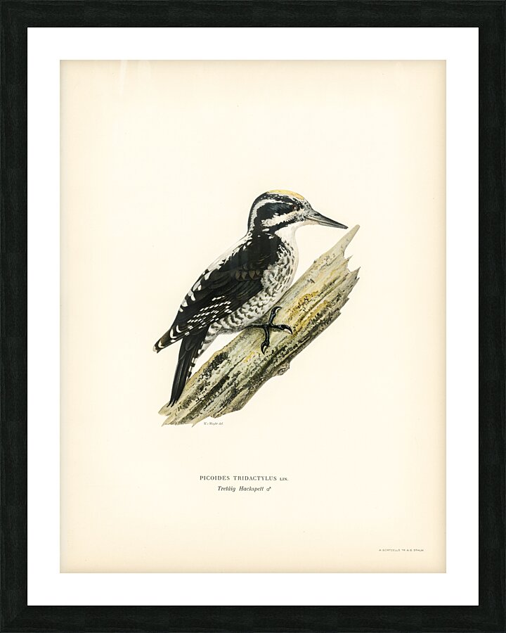 Three-toed woodpecker Picoides Tridactylu Picture Frame print