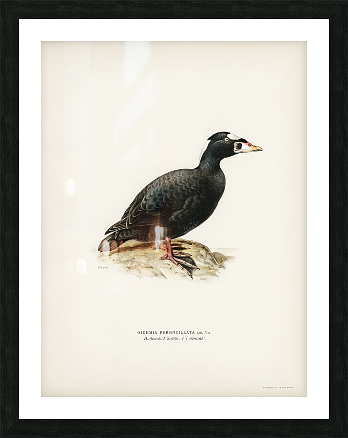 Surf Scoter male Oidemia perspicillata Picture Frame print
