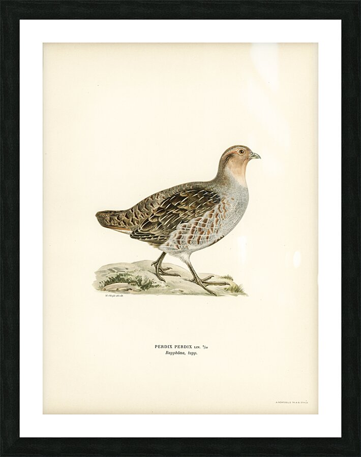 Grey partridge Perdix perdix Picture Frame print