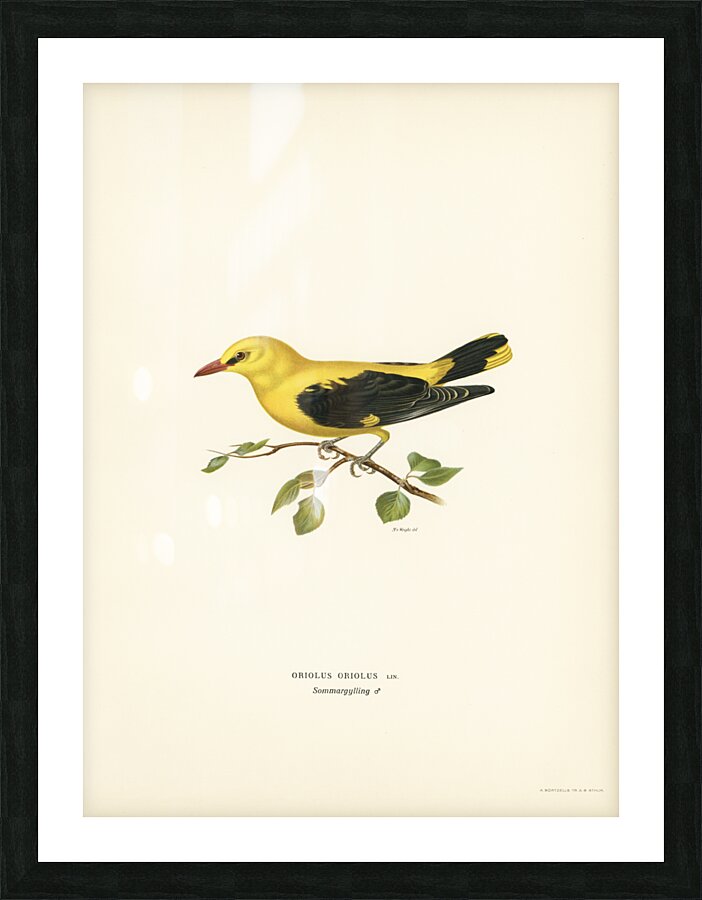Eurasian golden oriole male Oriolus oriolus bird Picture Frame print