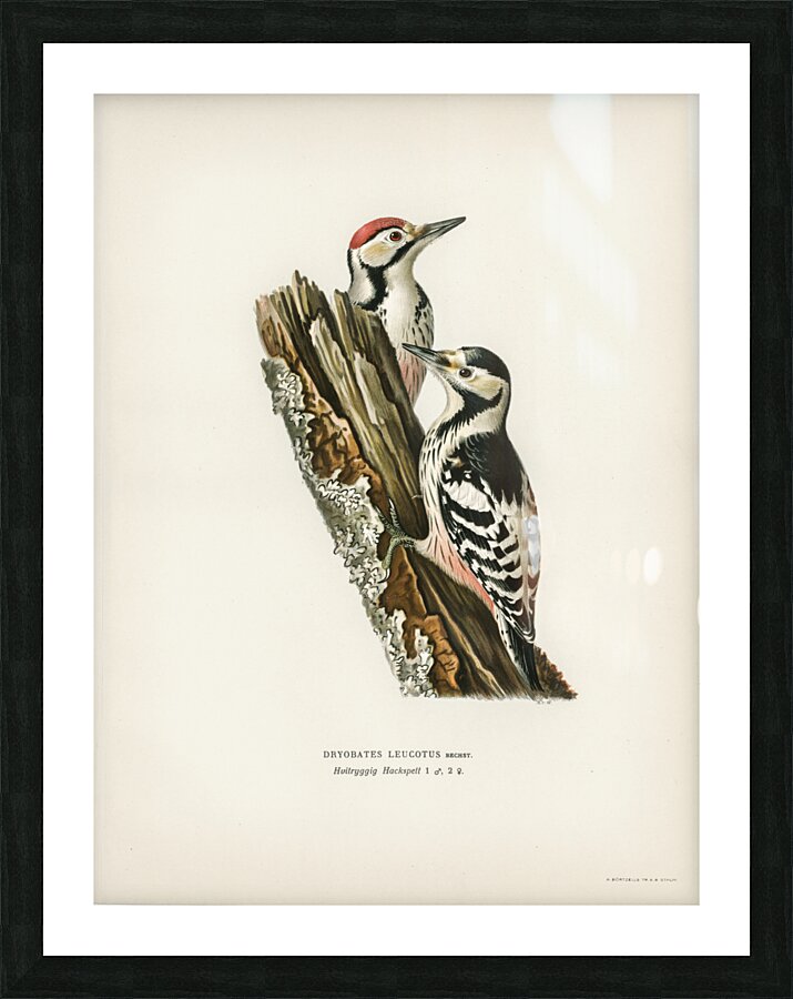 White-backed woodpecker 1♀  2♂ Dryobates leucotus Picture Frame print