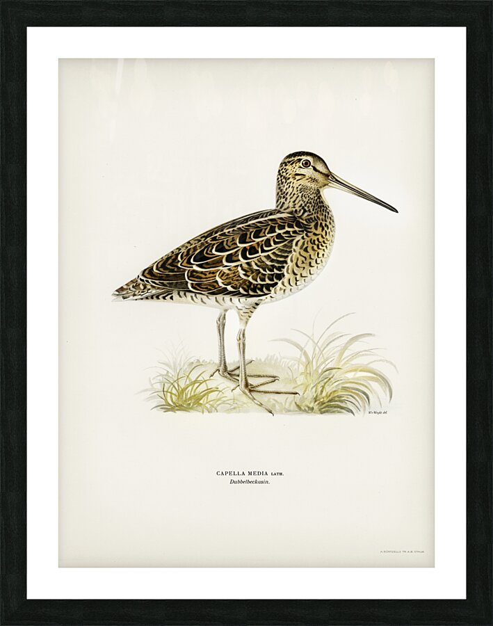 Great snipe Capella media Picture Frame print