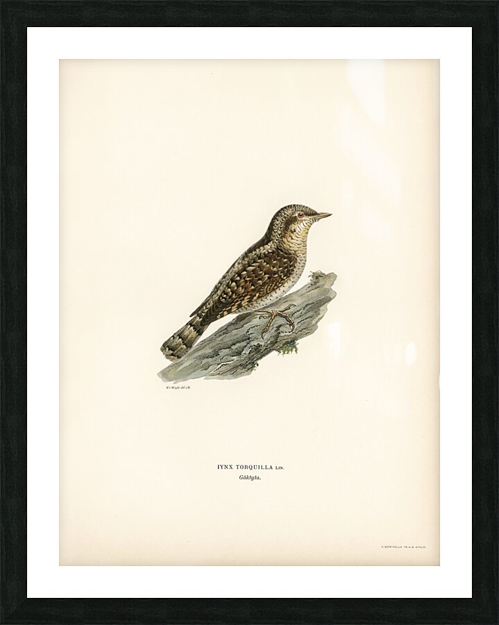 Eurasian wryneck Jynx torquilla Picture Frame print