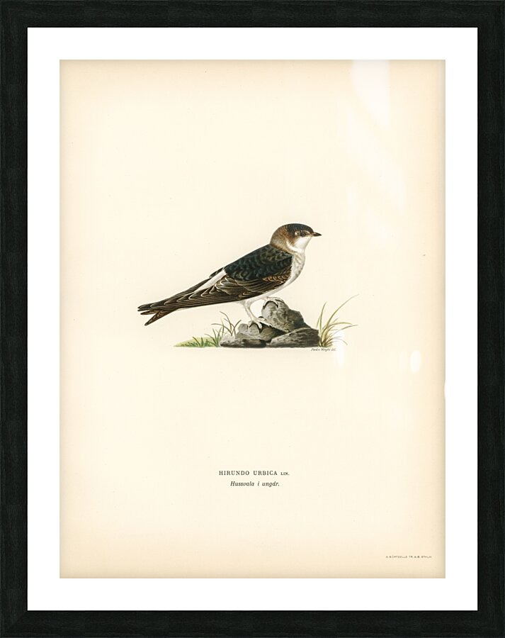 Young common house-martin Hirundo urbica Picture Frame print