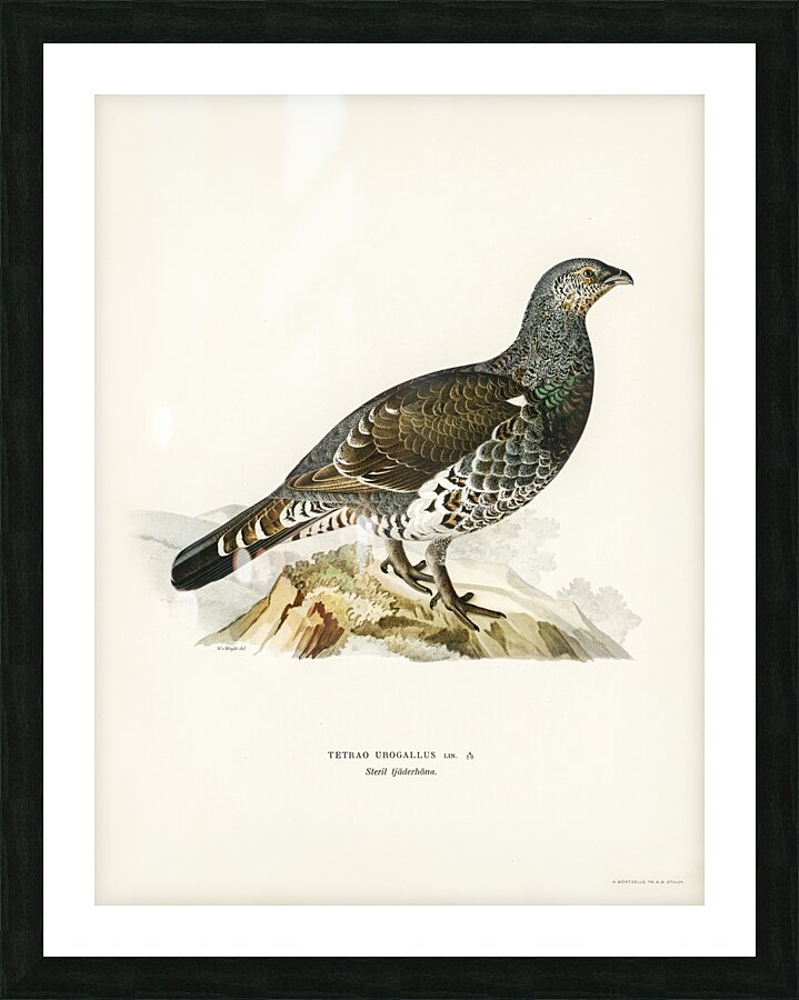 Tetrao Urogallus Picture Frame print