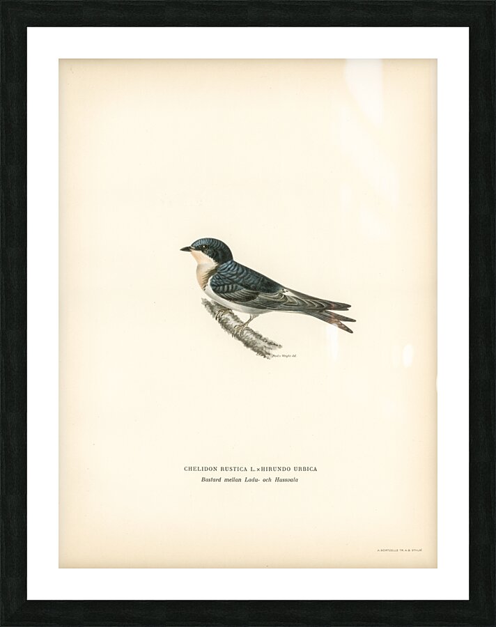 Hybrid between common house-martin and barn swallow Chelidon rustica L.xHirundo urbica Picture Frame print