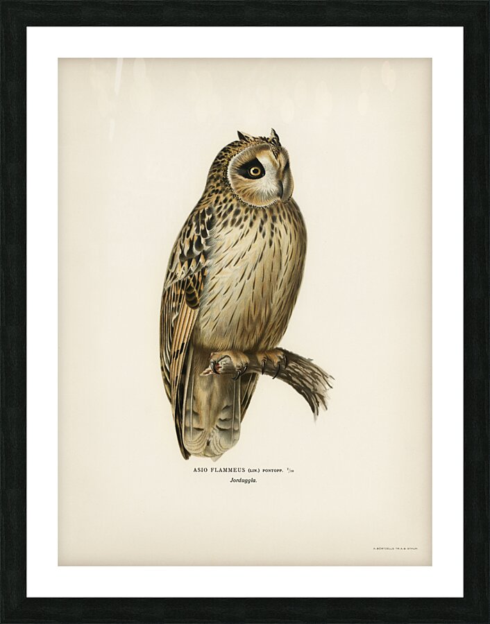 Short-eared Owl Asio flammeus Picture Frame print