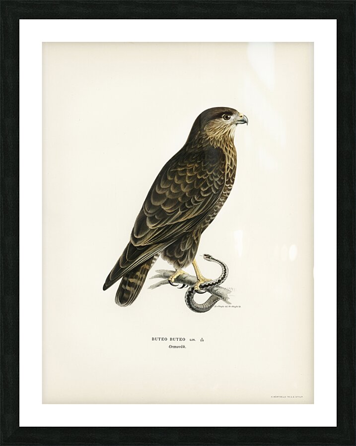 Common Buzzard BUTEO BUTEO Picture Frame print