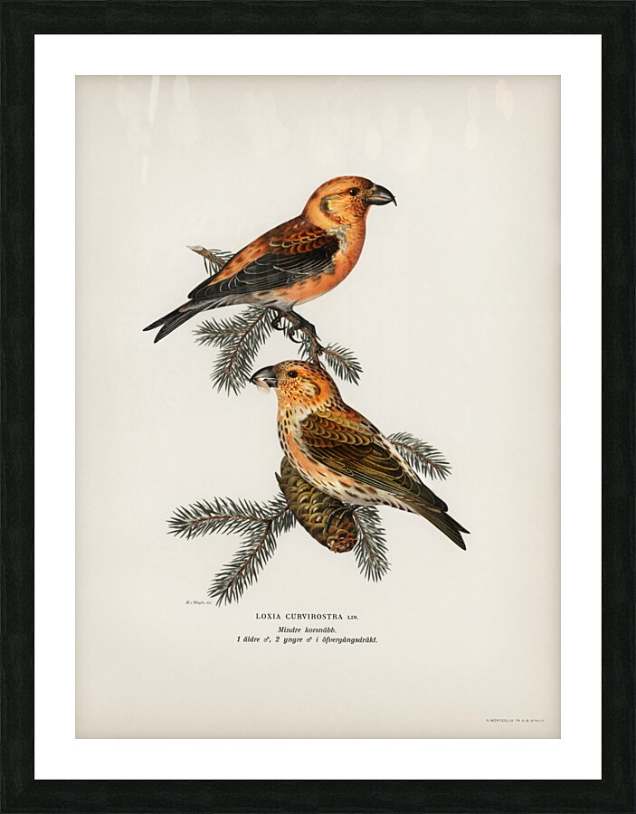 Common Buzzard BUTEO BUTEO Picture Frame print