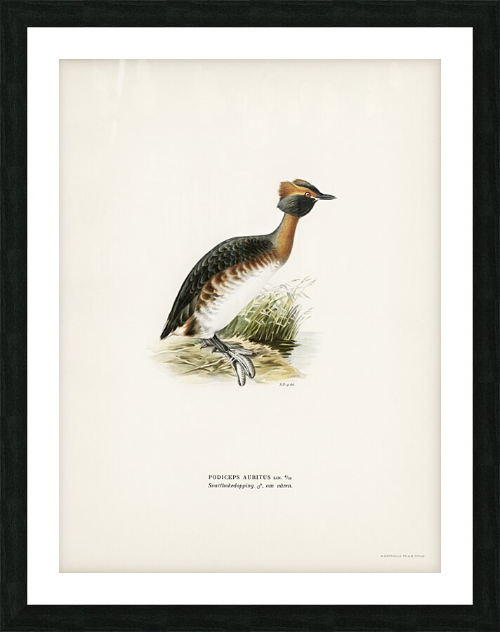 Horned grebe-in spring Podiceps auritus Picture Frame print