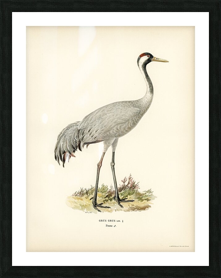 Common Crane Grus Grus Picture Frame print