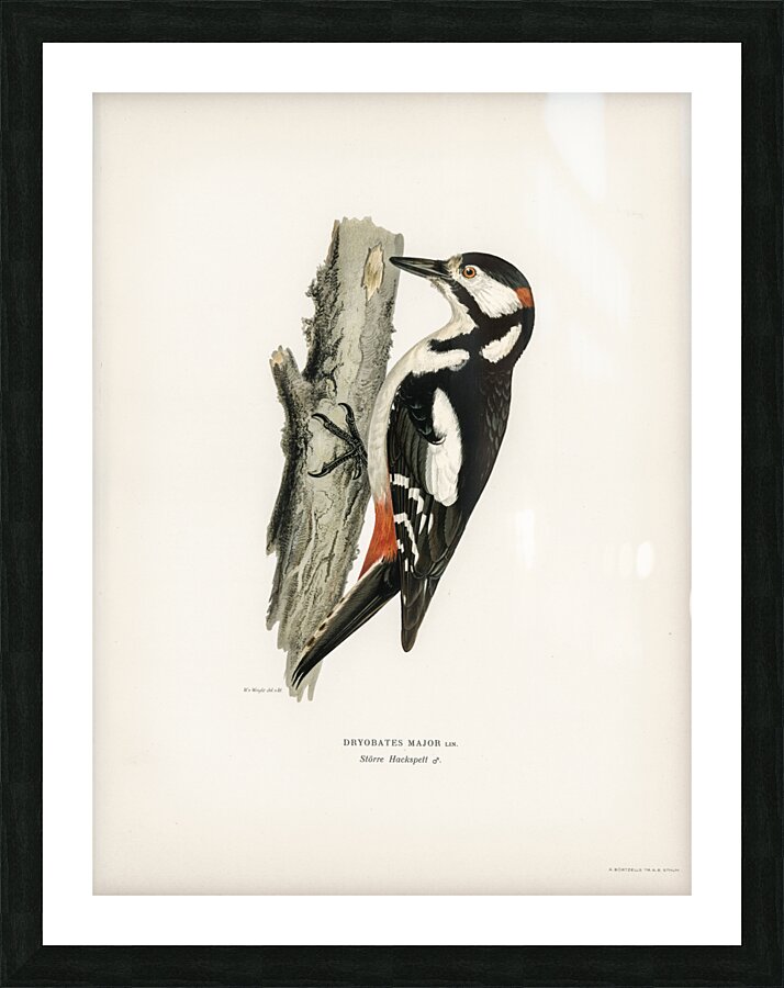 Great spotted woodpecker-male Dryobates major Picture Frame print