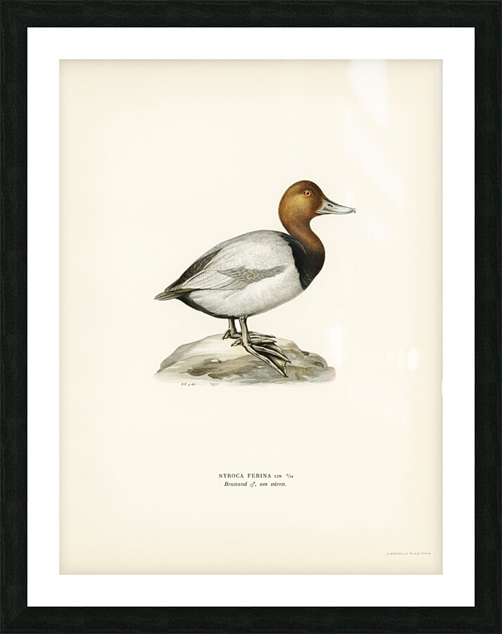 Common Pochard male ♂ Nyroca ferina Picture Frame print
