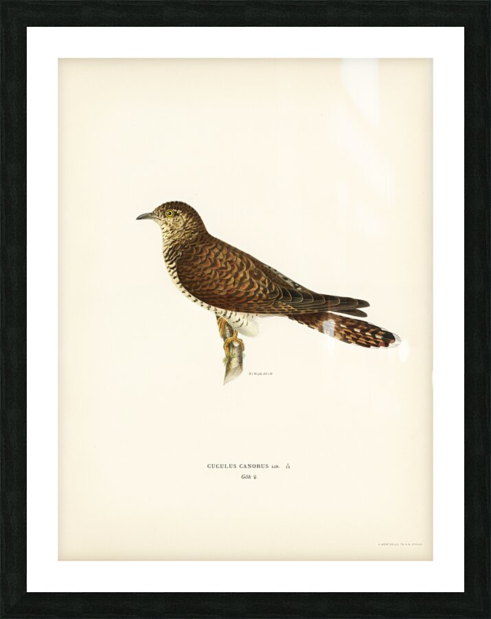 Common cuckoo-female ♀ Cuculus canorus Picture Frame print