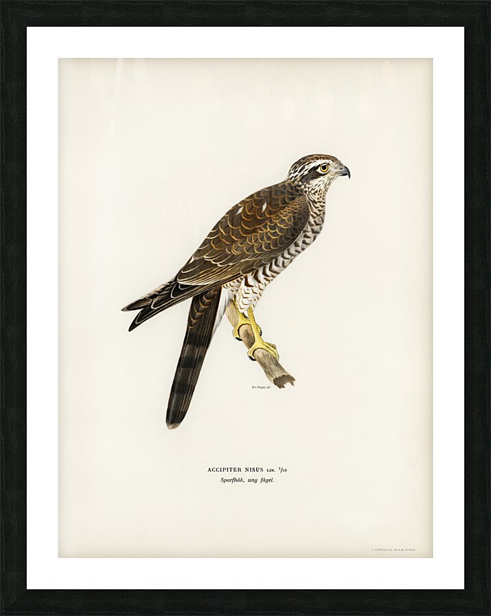 Eurasian Sparrowhawk Accipiter nisus Picture Frame print