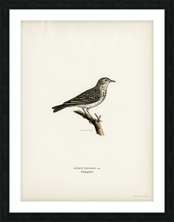 Tree pipit Anthus trivialis Picture Frame print