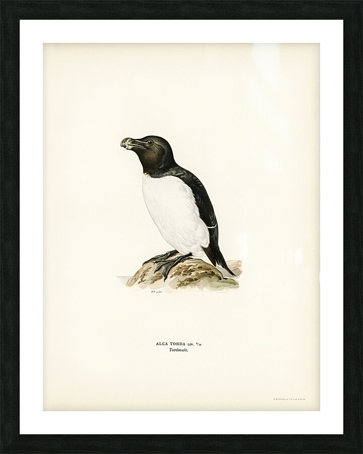 Razorbill Alca torda Picture Frame print