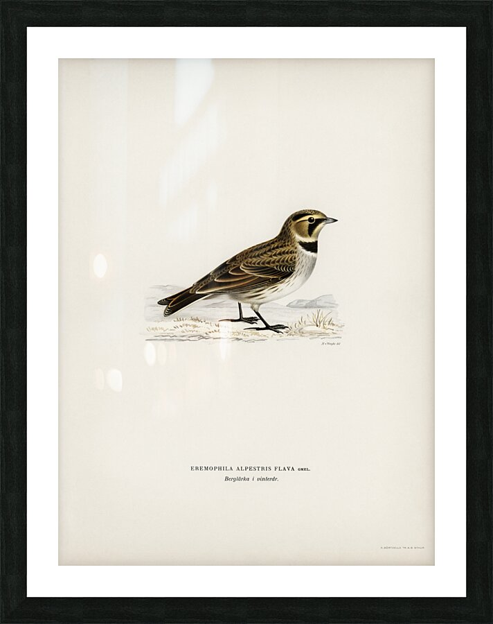 Horned lark Eremophila alpestris flava Picture Frame print
