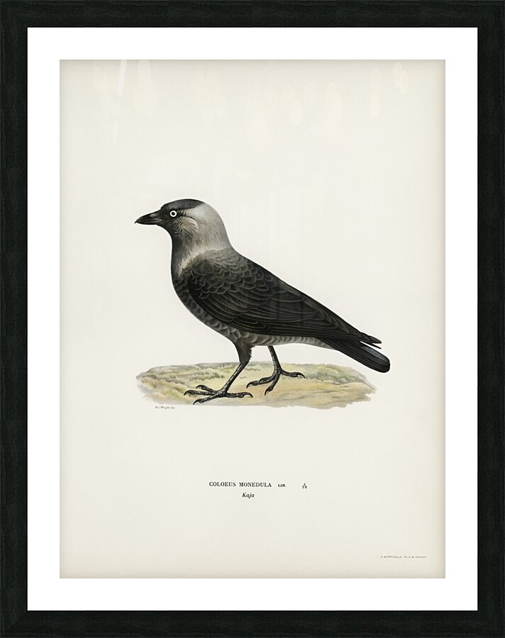 Western jackdaw Coloeus monedula Picture Frame print