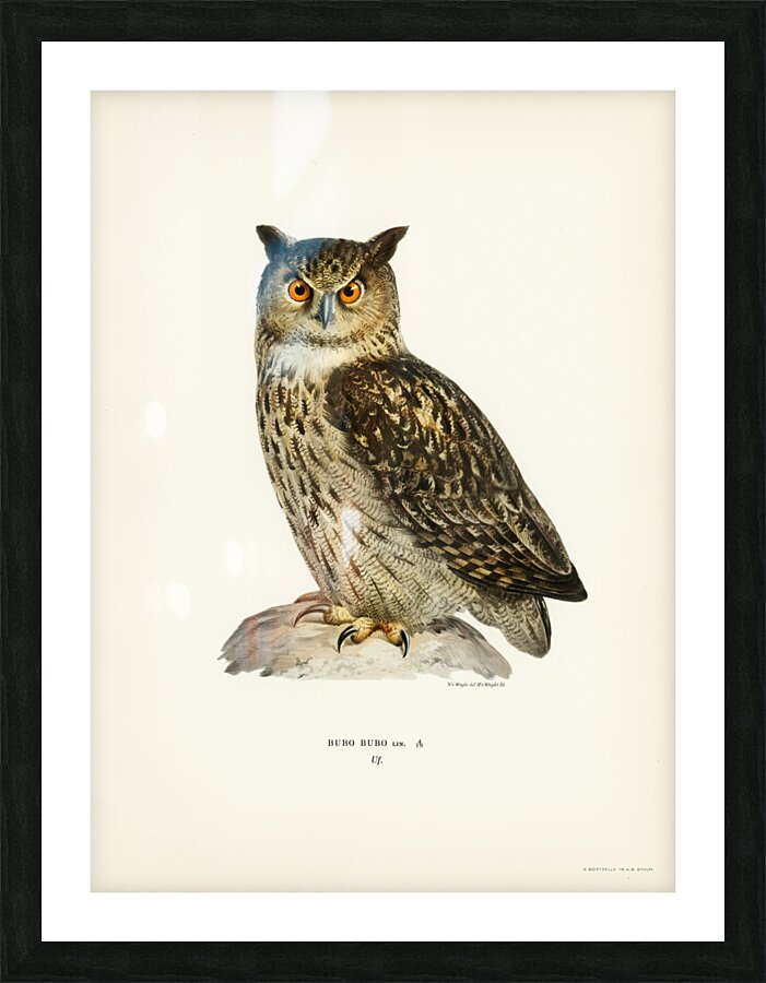 Eurasian eagle-owl BUBO BUBO Picture Frame print