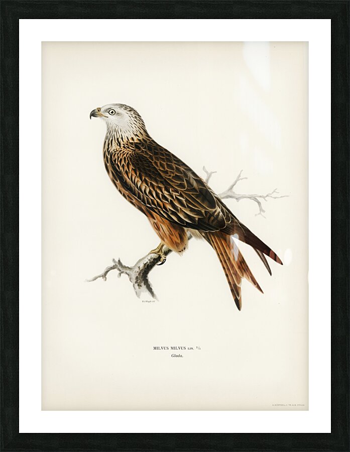 Red Kite Milvus milvus Picture Frame print
