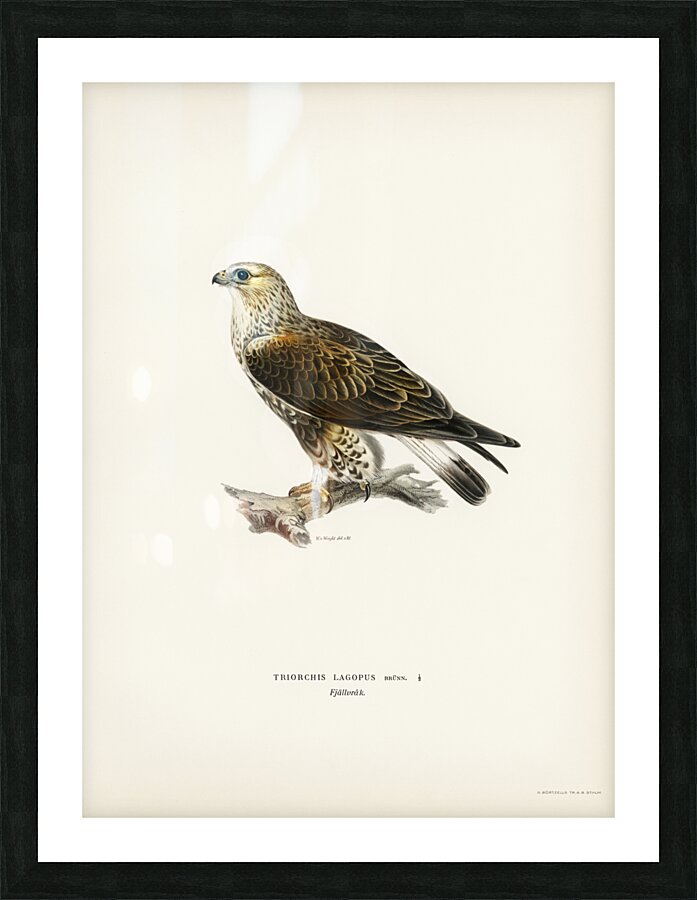 Rough-legged Hawk TRIORCHIS LAGOPUS Picture Frame print