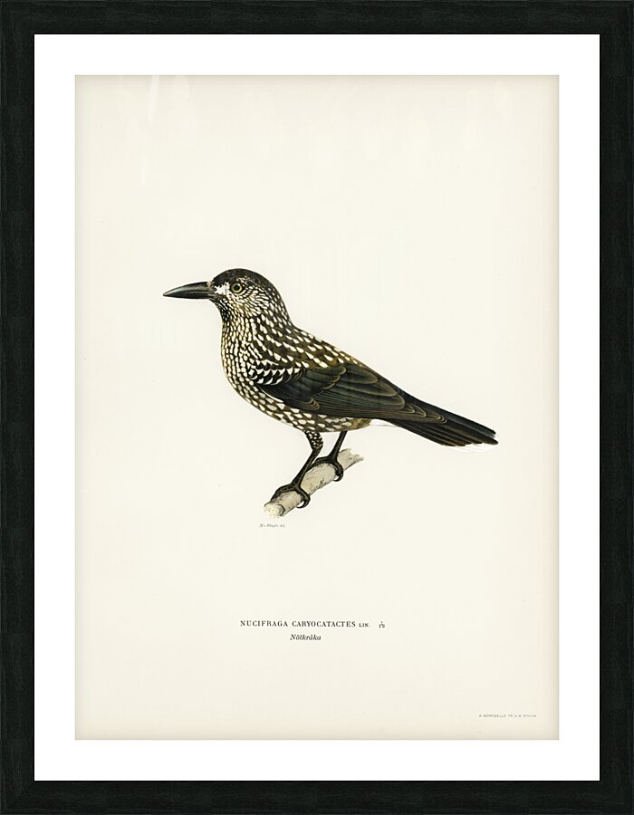 Spotted Nutcracker Nucifraga caryocatactes Picture Frame print