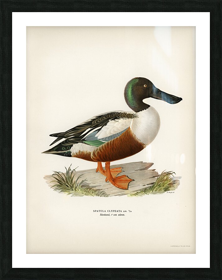 Cinnamon teal Spatula cyanoptera Picture Frame print