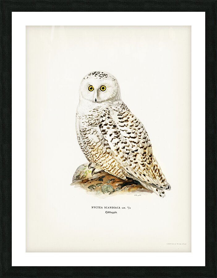 Snowy owl Nyctea Scandiaca Picture Frame print