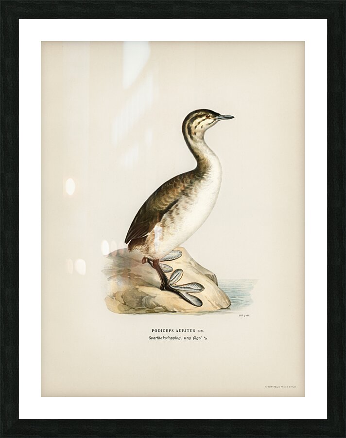 Young horned grebe Podiceps auritus Picture Frame print