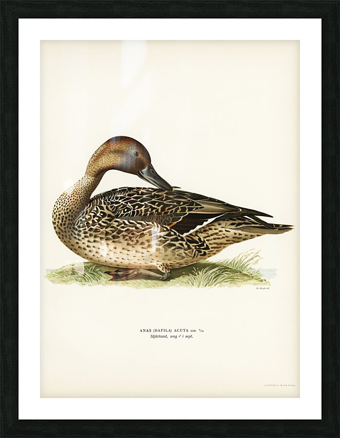 Northern Pintail Anas [dafila] acuta Picture Frame print