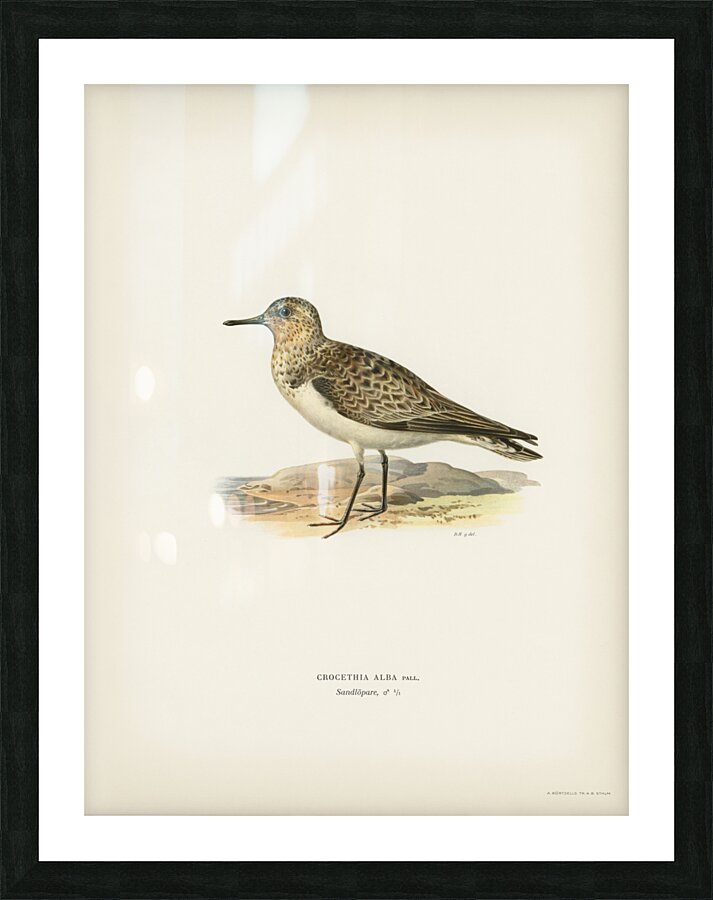 Sanderling Crocethia alba Picture Frame print