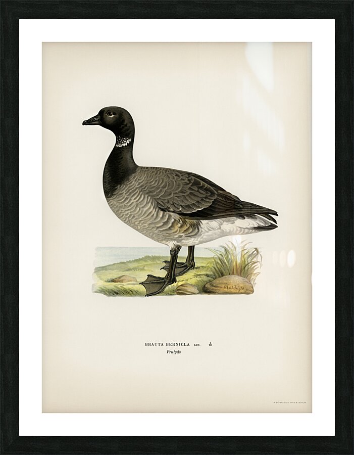 Brant Goose Branta bernicla Picture Frame print