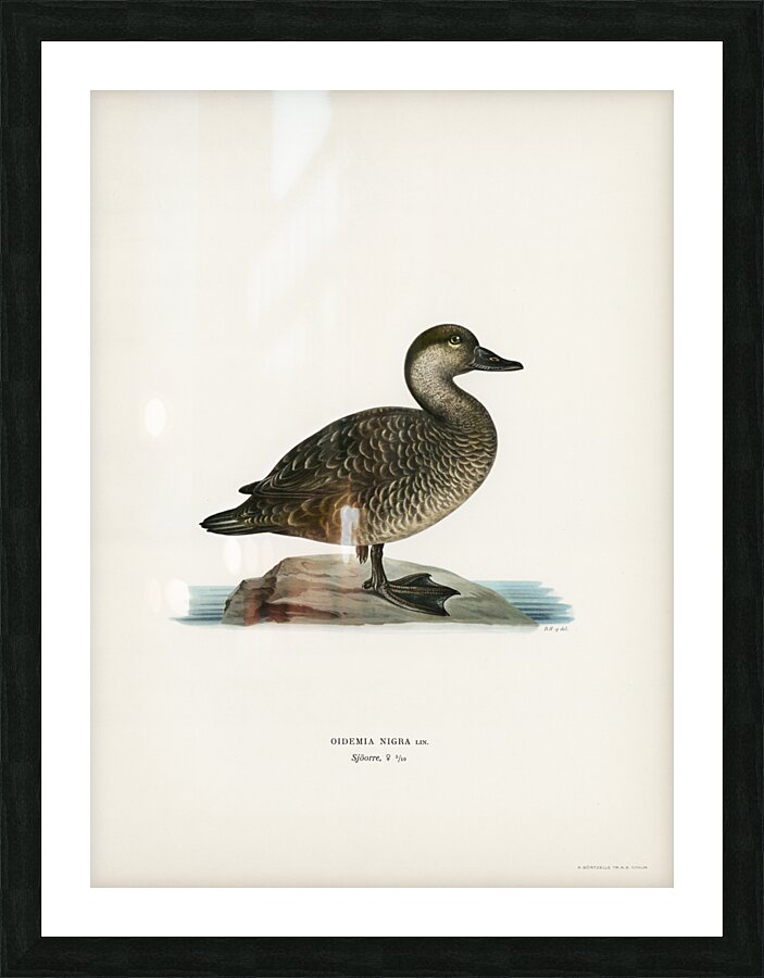 Black scoter female Oidemia nigra Picture Frame print
