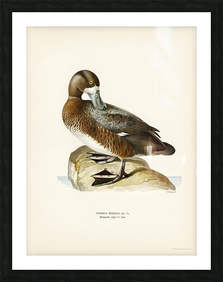 Greate Scaup Scaup male ♂ Nyroca marila Picture Frame print