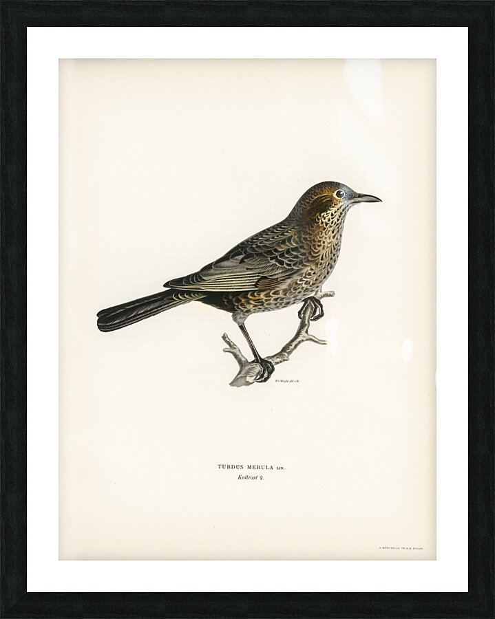 Blackbird ♀ Turdus merula Impression et Cadre photo