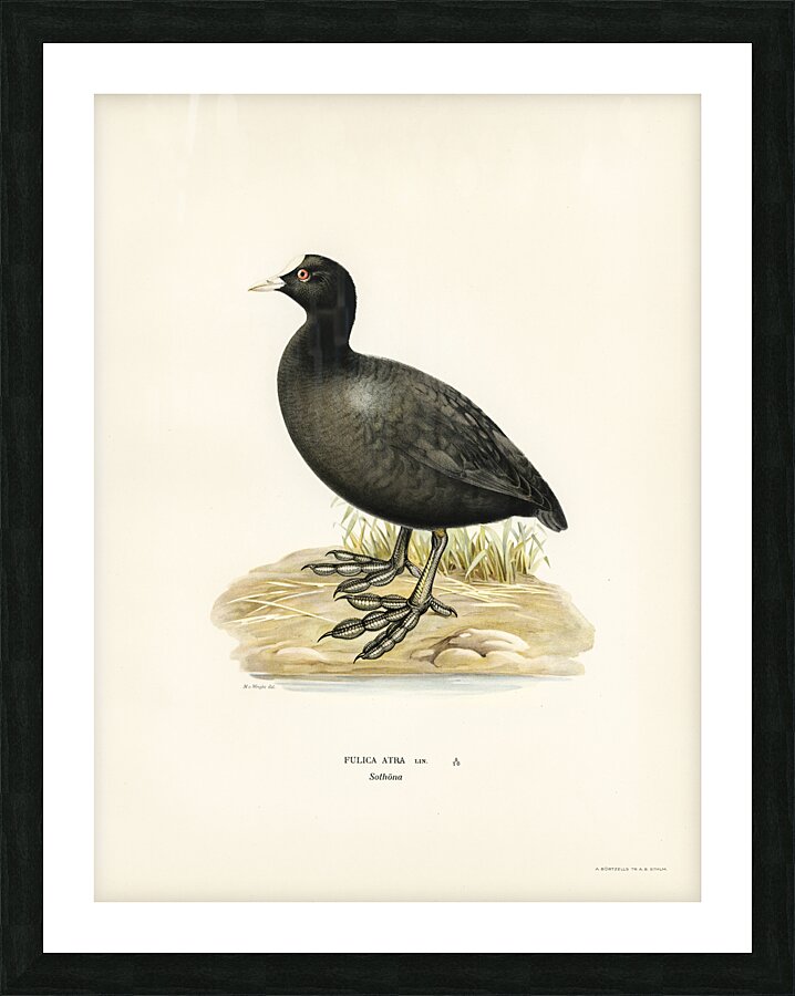 Eurasian coot Fulica atra Picture Frame print