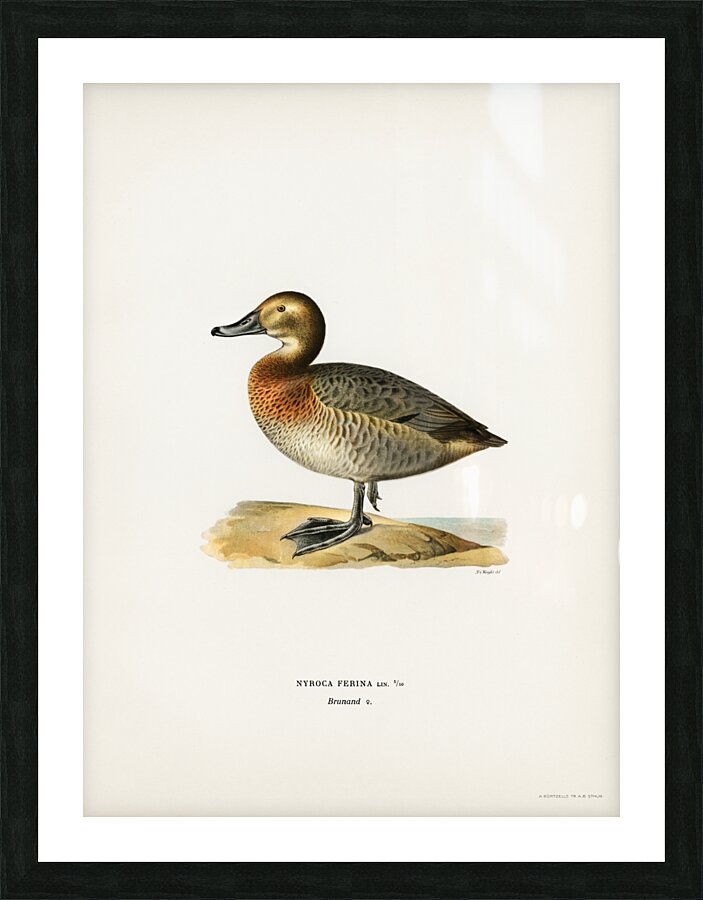 Common Pochard female Nyroca ferina Picture Frame print