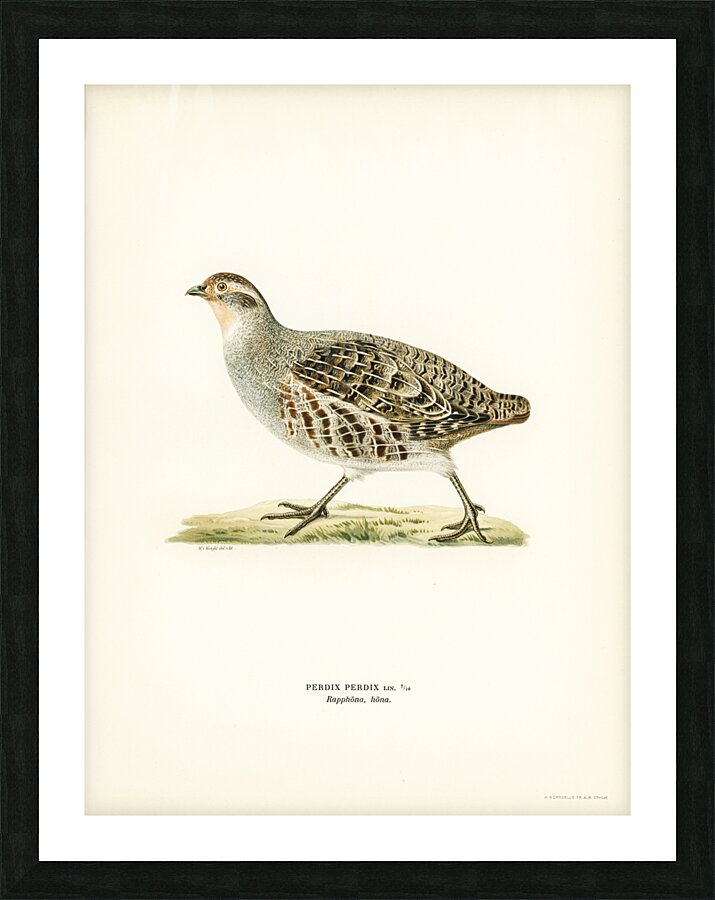 Grey partridge PERDIX PERDIX Picture Frame print