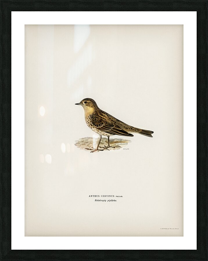 Red-throated pipit Anthus cervinus bird Picture Frame print