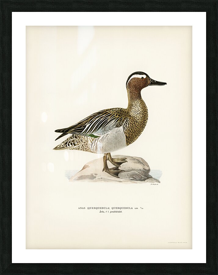 Garganey male Anas querquedula Picture Frame print