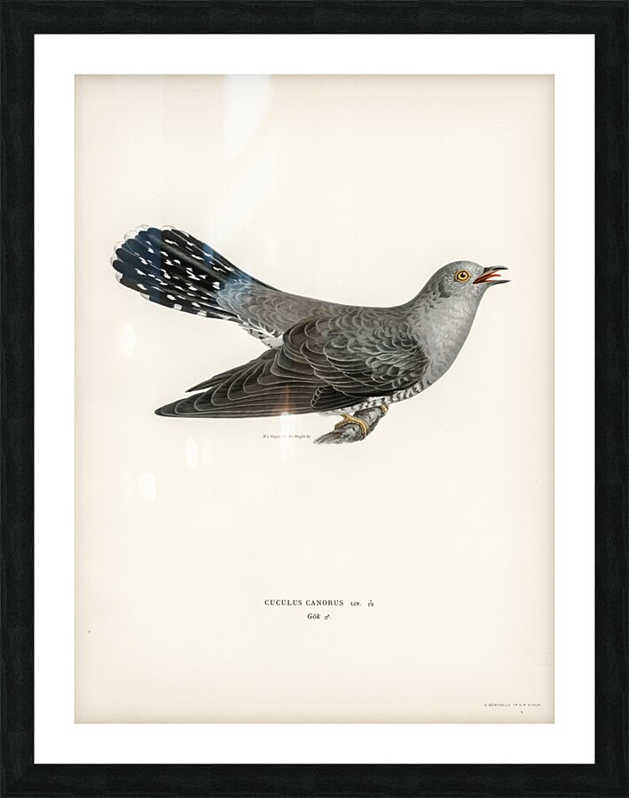 Common cuckoo-male Cuculus canorus Picture Frame print