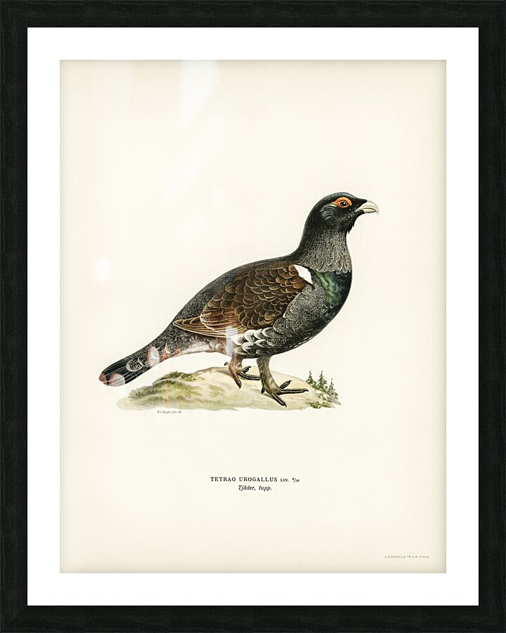 Western capercaillie TETRAO UROGALLUS Picture Frame print
