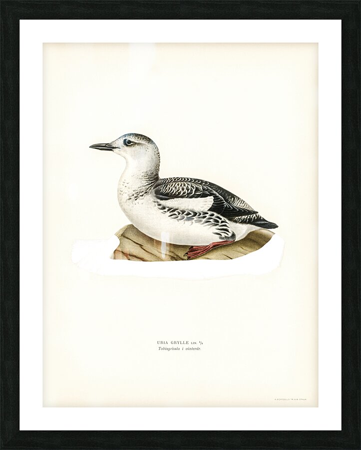 Black guillemot URIA GRYLLE Picture Frame print