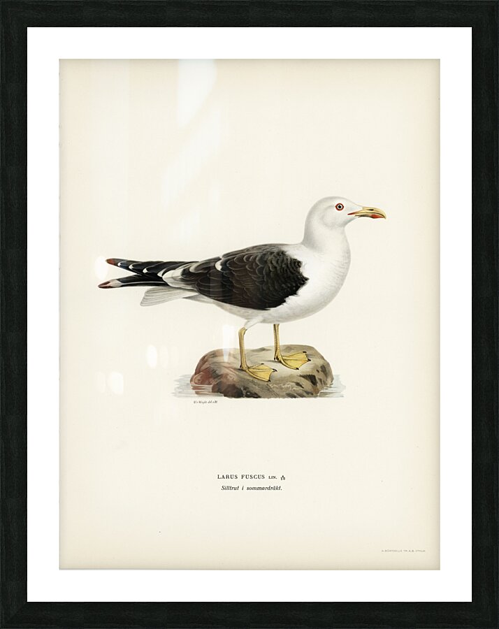 Lesser blak-backed gull Larus fuscus Picture Frame print