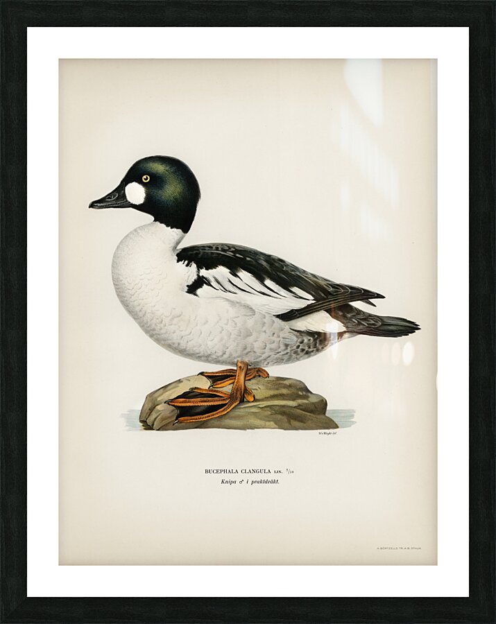 Lesser blak-backed gull Larus fuscus Picture Frame print