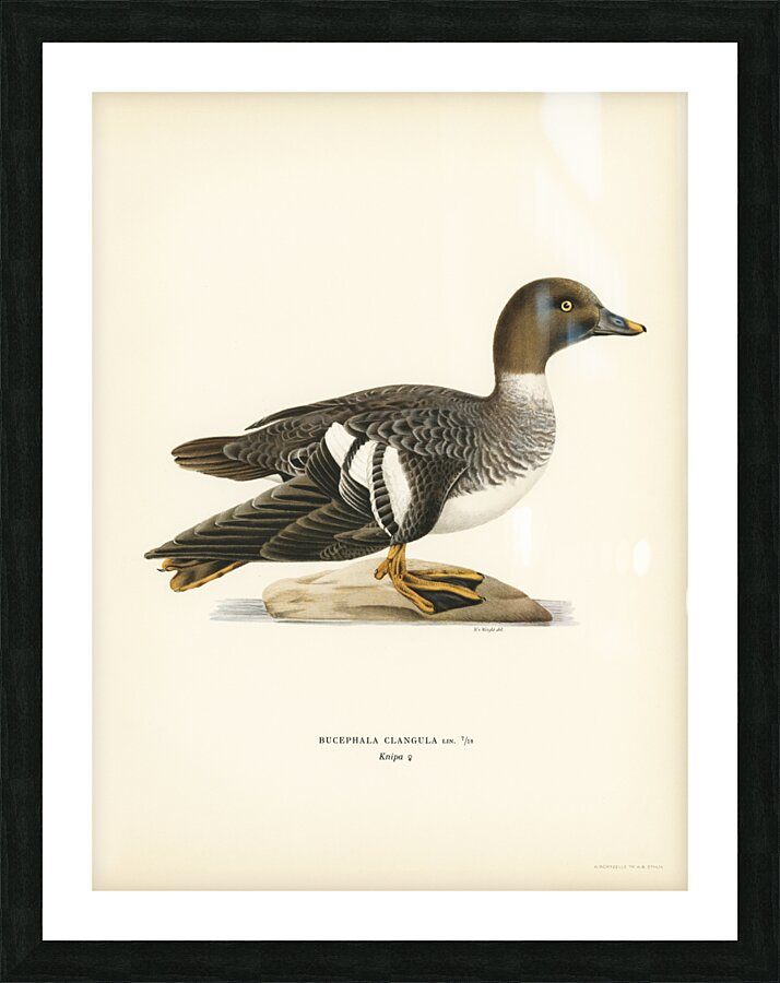 Goldeneye female Bucephala clangula Picture Frame print