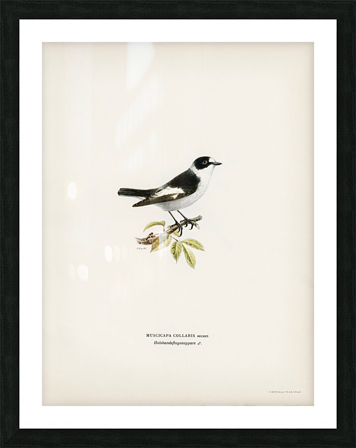 Collared flycatcher Muscicapa collaris Picture Frame print