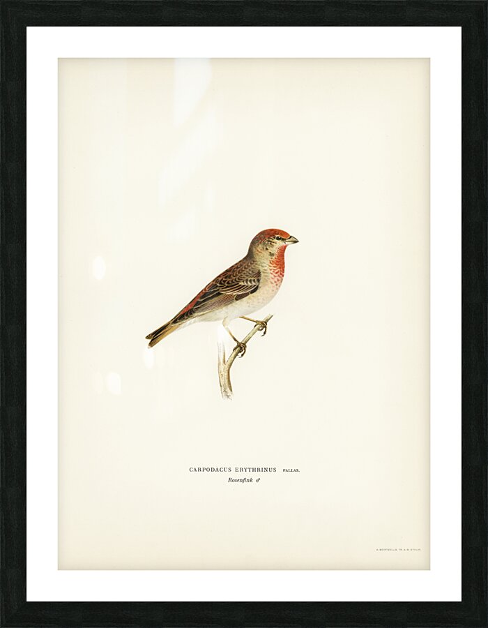 Common rosefinch male Carpodacus erythrinus Picture Frame print